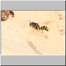 Crabro peltarius - Grabwespe w12 12mm.jpg